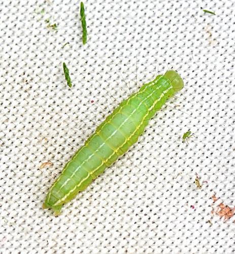 Réf. 264 362 : Craniophora ligustri